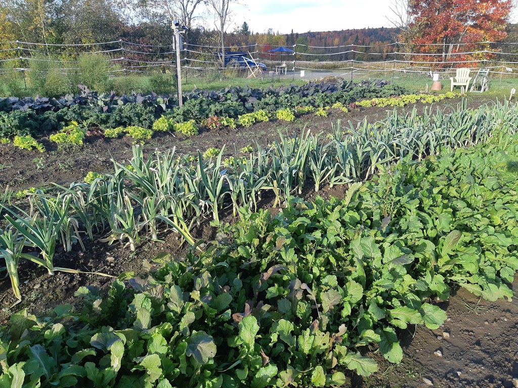 Jardin Paladin Garden inc. | Sur le coin de la 220 et, Chemin de la Colline, Orford, QC J1X 6R4, Canada | Phone: (819) 574-3093