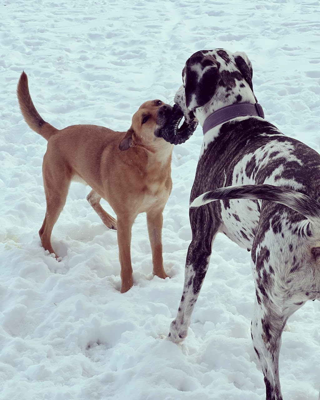Eastern Dawn Kennels | 4884 Murray Harbour Rd, Vernon Bridge, PE C0A 2E0, Canada | Phone: (902) 651-2309