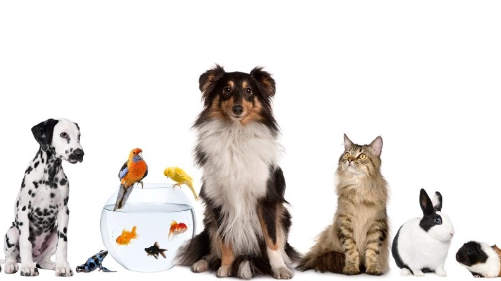 West Prince Veterinary Hospital | 1622 OLeary Rd, OLeary, PE C0B 1V0, Canada | Phone: (902) 859-2441