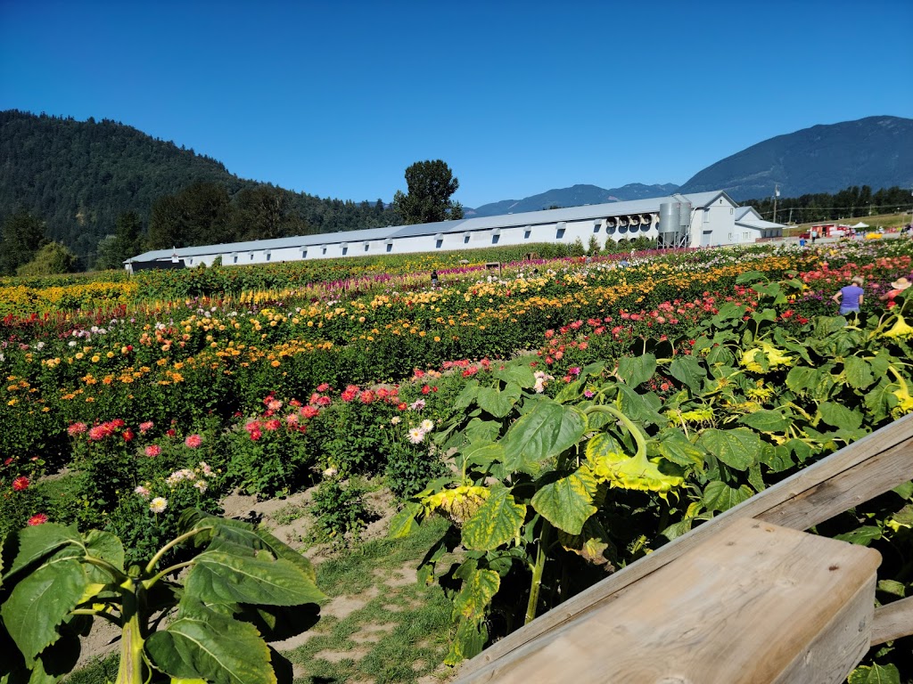 Chilliwack Sunflower Festival | 41310 Yale Rd, Chilliwack, BC V2R 4J3, Canada | Phone: (604) 703-6122