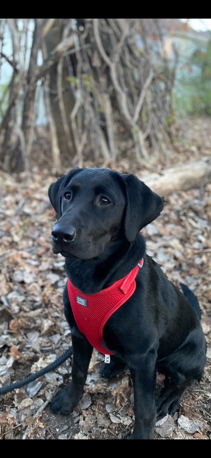 LUVLAB ❤️ LABRADORS | 520 Rang S, Saint-Thomas, QC J0K 3L0, Canada | Phone: (450) 757-2727