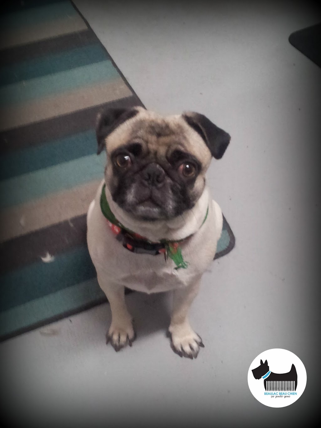 Beaulac Beau Chien | 50 Rue Beaulac, Salaberry-de-Valleyfield, QC J6T 6J6, Canada | Phone: (450) 374-5423