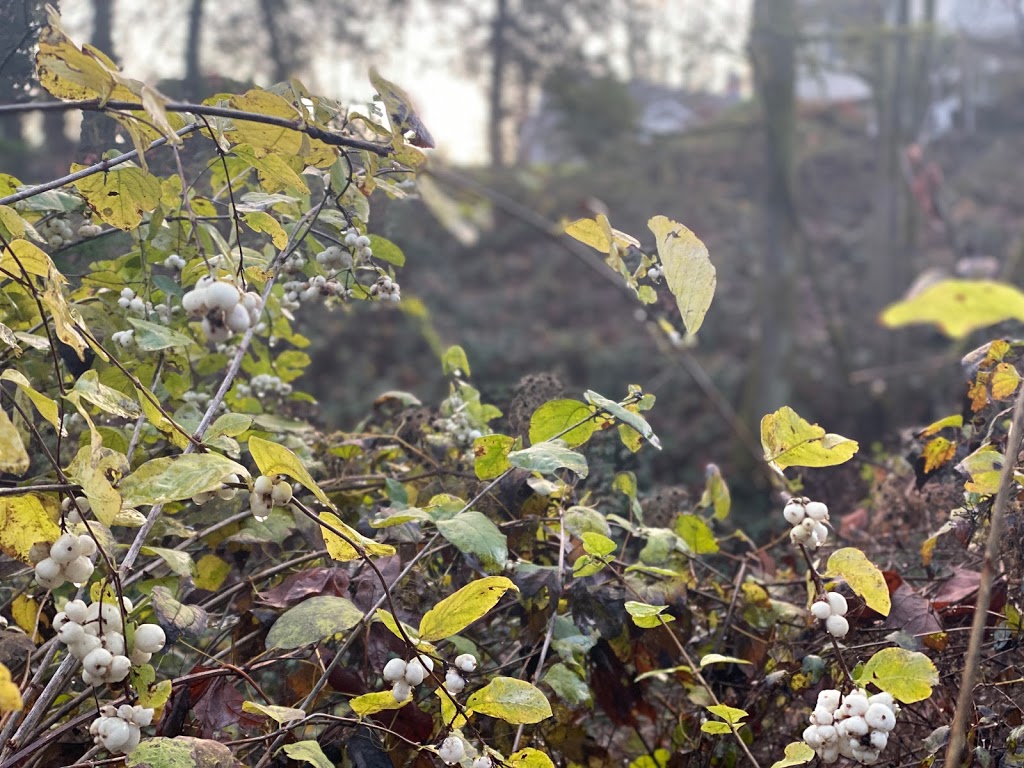 Glenbrook Ravine Trail | Glenbrook, Ravine Trail, New Westminster, BC V3L 5J5, Canada | Phone: (604) 521-3711