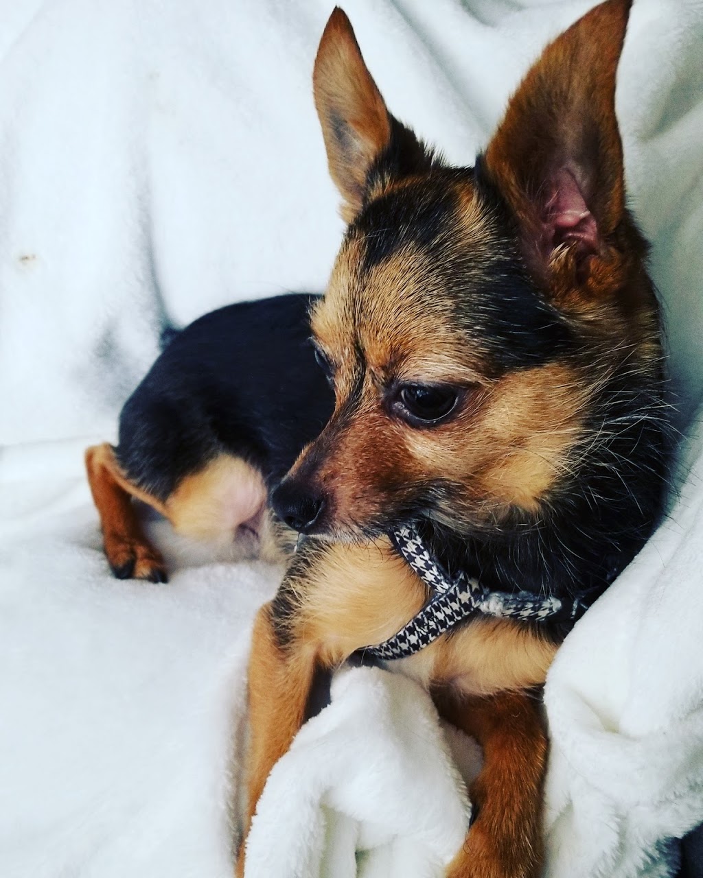 Pet Valu | 425 Southdale Rd W, London, ON N6P 1M7, Canada | Phone: (519) 518-7387