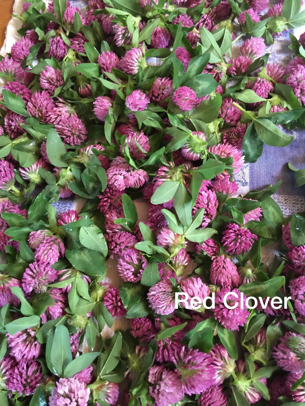 Greenwood Botanicals | RR 1, Locust Hill, ON L0H 1J0, Canada | Phone: (905) 428-7969