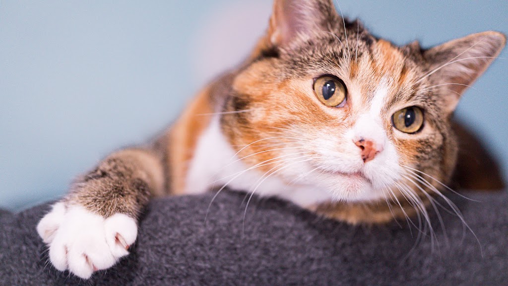 Halifax Kitty Hotel | 23 Robert Dr, Dartmouth, NS B2W 2A1, Canada | Phone: (902) 989-7297