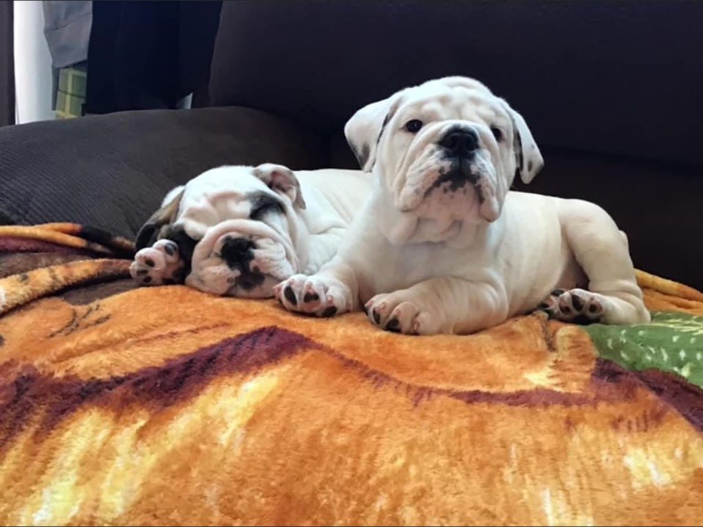 Majestic Island Bulldogs | 3041 Brackley Point Rd, Brackley Beach, PE C1E 2N8, Canada | Phone: (902) 672-1400