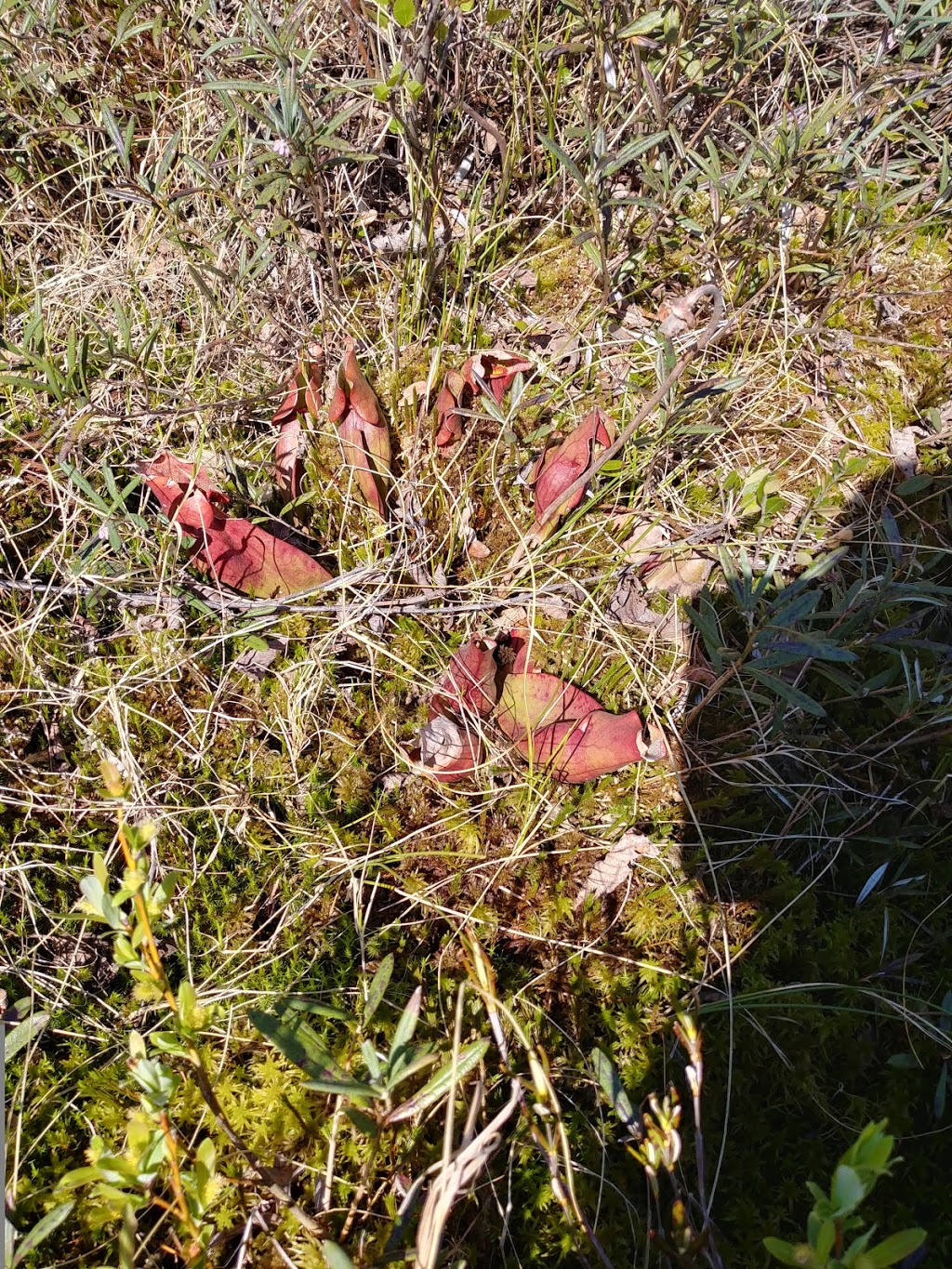 Tourbières-de-Lanoraie Ecological Reserve | Lanoraie, QC J5T 3K6, Canada