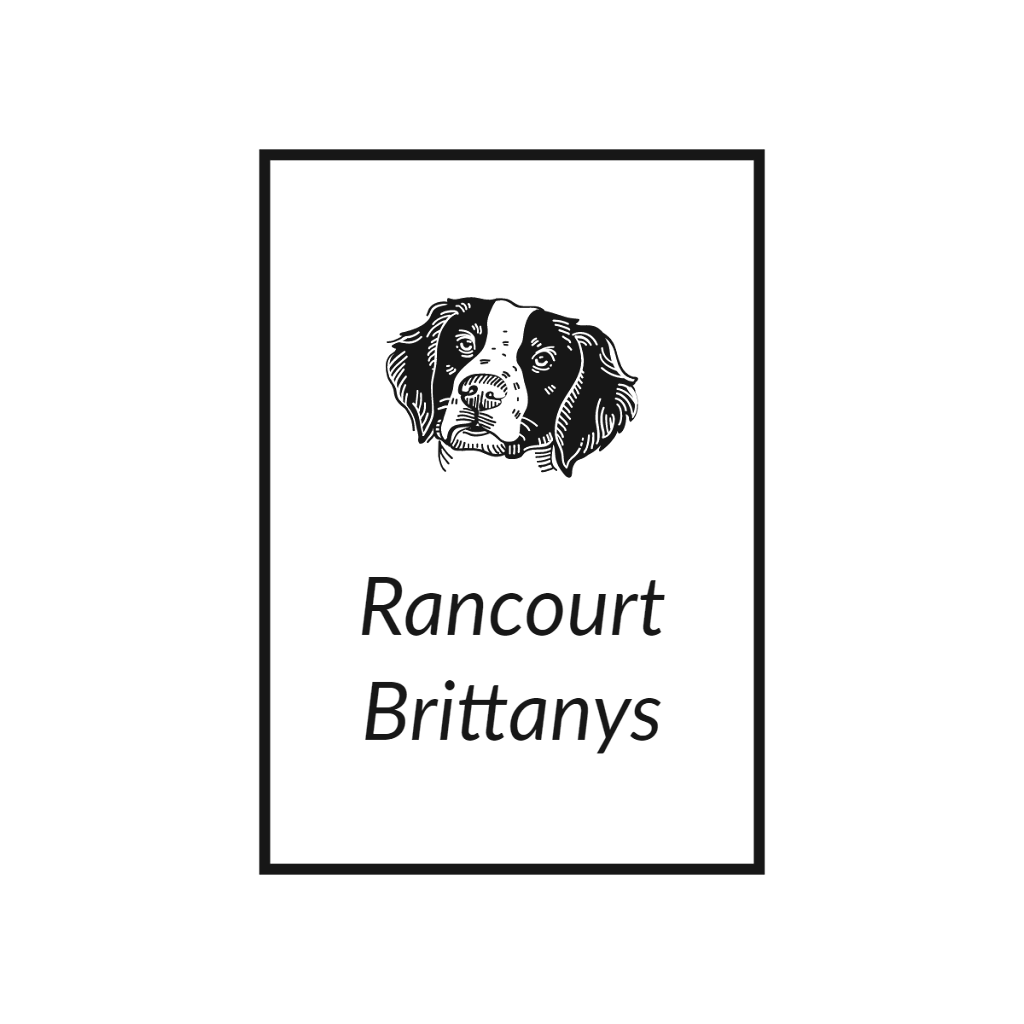 Dees Rancourt Brittanys | 434 Nelson Lake Rd, Magnetawan, ON P0A 1P0, Canada | Phone: (226) 230-2140