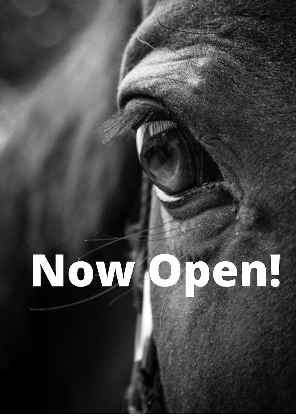 Equestrian Roots Feed & Supply | 2223 Hamilton Rd #17, Trenton, ON K8V 5P8, Canada | Phone: (613) 921-2541