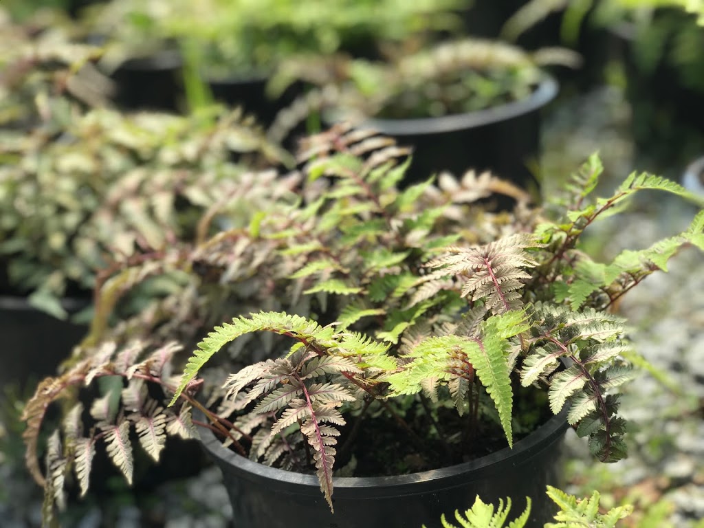 Sekhon & Sons Nursery dba Piroche Plants | 20542 McNeil Rd, Pitt Meadows, BC V3Y 2T9, Canada | Phone: (604) 465-7101