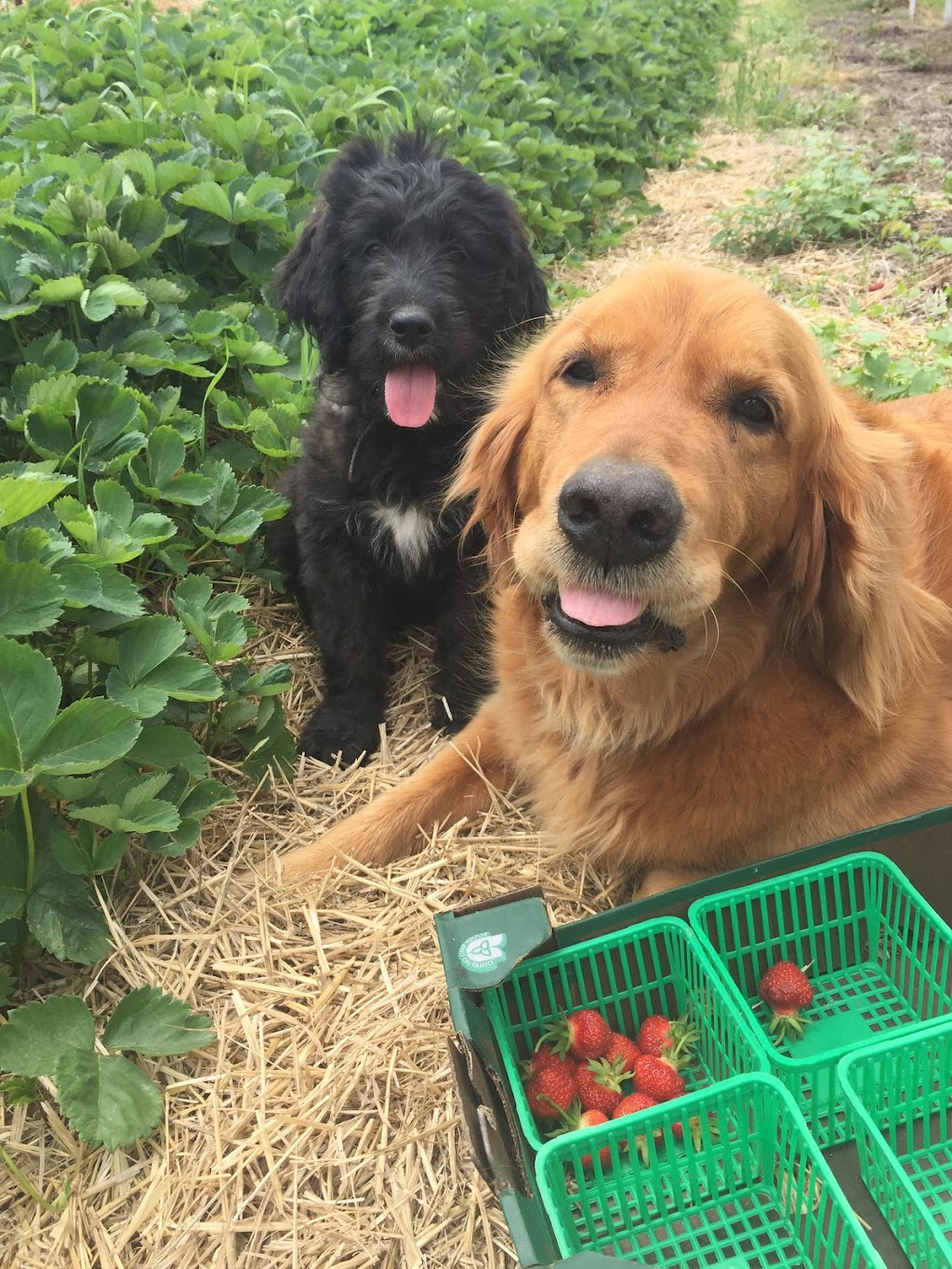 Bizjak Farms | 3320 First Ave, Vineland Station, ON L0R 2E0, Canada | Phone: (289) 213-3327
