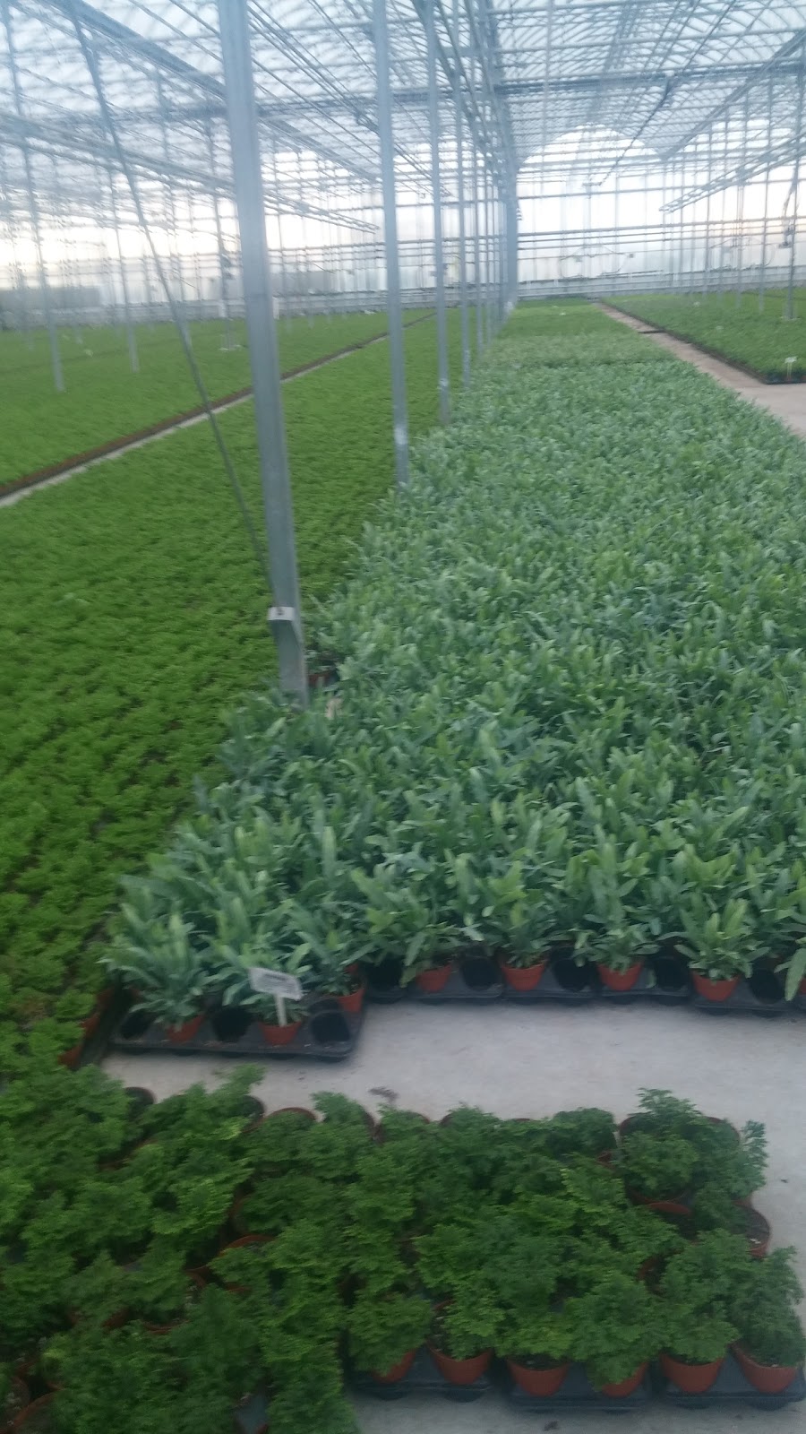 Hendriks Andrew & Sons Greenhouses Inc | 5095 N Service Rd, Beamsville, ON L0R 1B3, Canada | Phone: (905) 563-8132