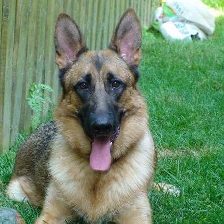 West Brant Animal Hospital | 693 Colborne St W, Brantford, ON N3T 0L8, Canada | Phone: (519) 756-9998