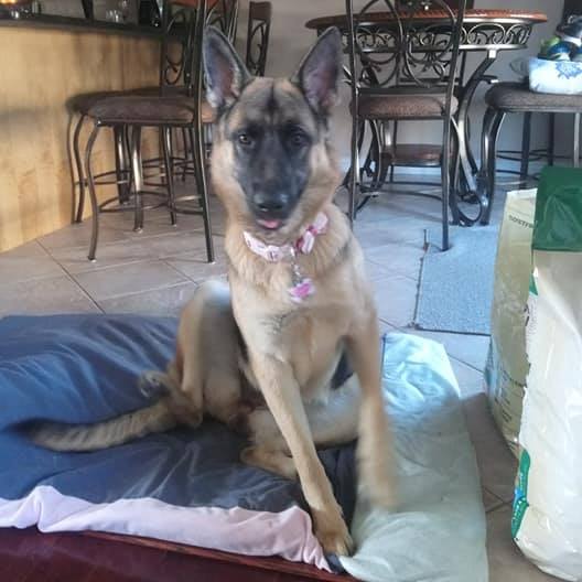 Crosshill Kennels | 4862 William Hastings Line Crosshill, Millbank, ON N0K 1L0, Canada | Phone: (519) 897-6757
