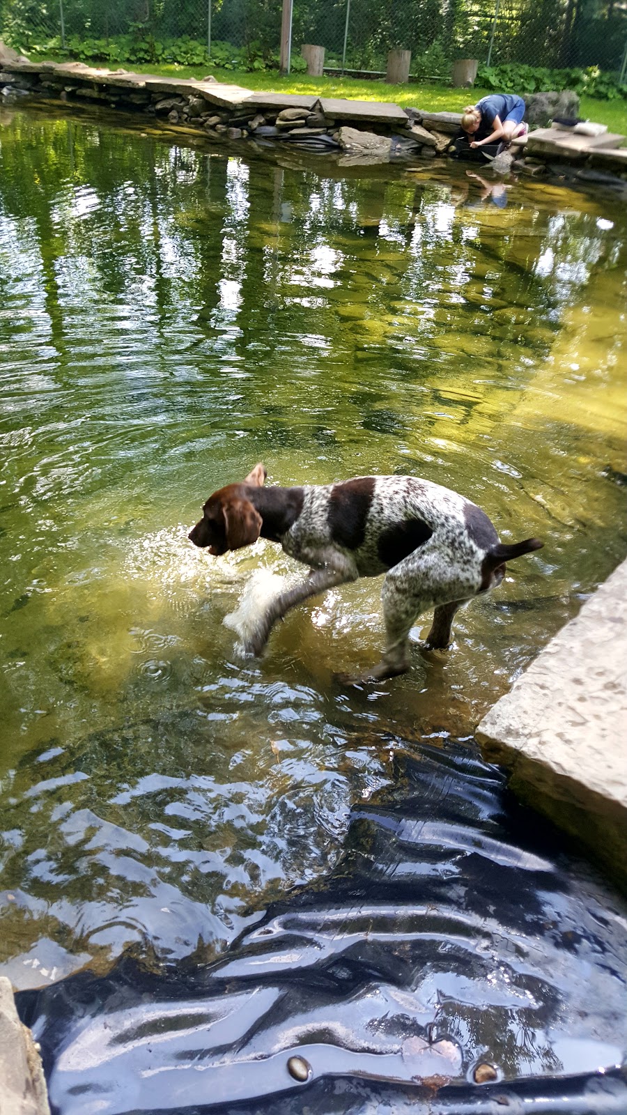 Fort Hyde Kennels Inc. | 8513 Ridge Rd, Gasport, NY 14067, USA | Phone: (716) 772-2356