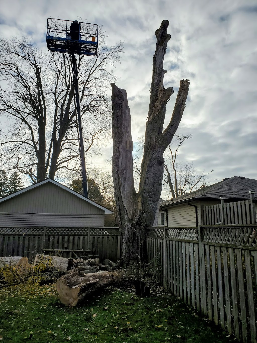 Spruce Green Tree Service | 5554 ON-23, Harriston, ON N0G 1Z0, Canada | Phone: (519) 638-0121