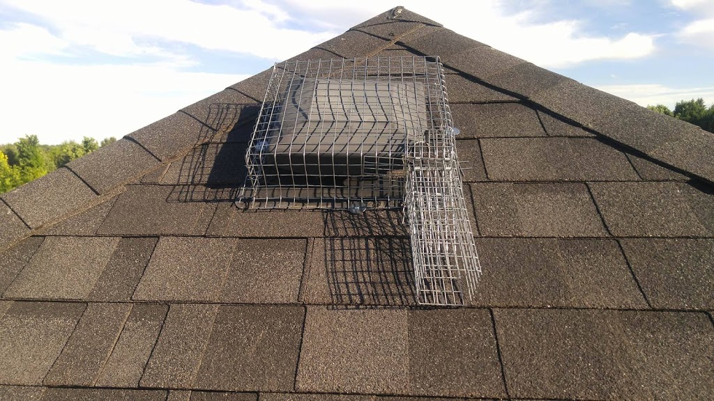 Tdot Pest Control Raccoon removal & Squirrel removal | 12 Altura Way, Brampton, ON L6P 4A1, Canada | Phone: (905) 766-3401