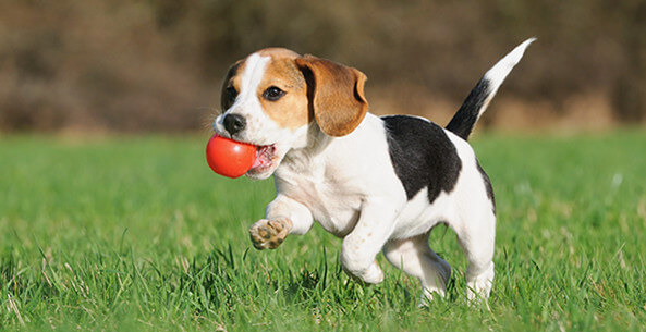 Take a Hike - Dog Walker | 123 Main Street, Caledonia, ON N3W 1E3, Canada | Phone: (905) 818-6110
