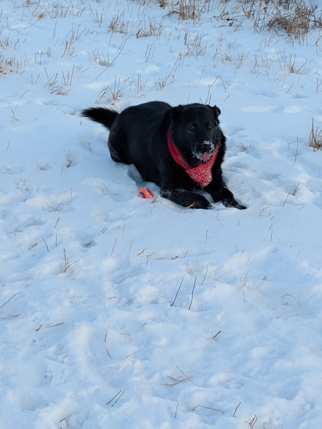 K9 Off-Leash Dog Park | Leduc, AB T9E 3C3, Canada | Phone: (780) 980-7166
