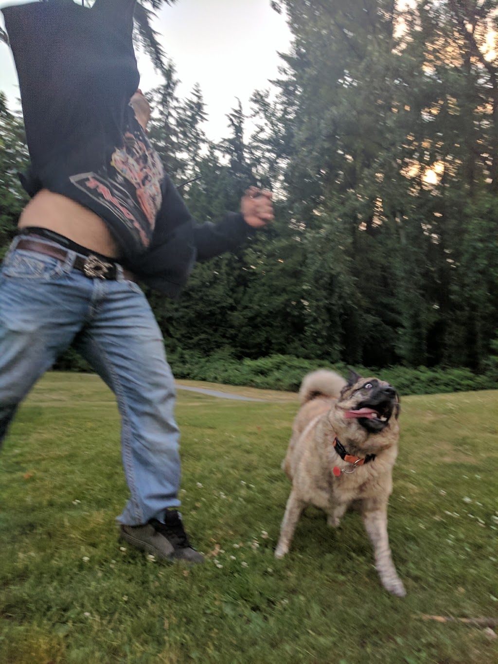 Miller Park Off-Leash Area | 871 Oakview St, Coquitlam, BC V3J 4T6, Canada
