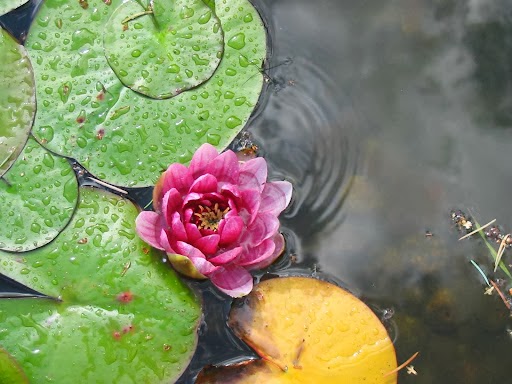 Lotus Vitality: | 1001 Eagleview Pl NW, High River, AB T1V 1Y5, Canada | Phone: (403) 601-5615