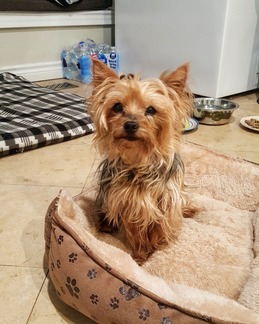 Durham Dog Club | 888 Glen St apartment 420, Oshawa, ON L1J 5Z4, Canada | Phone: (647) 780-1791