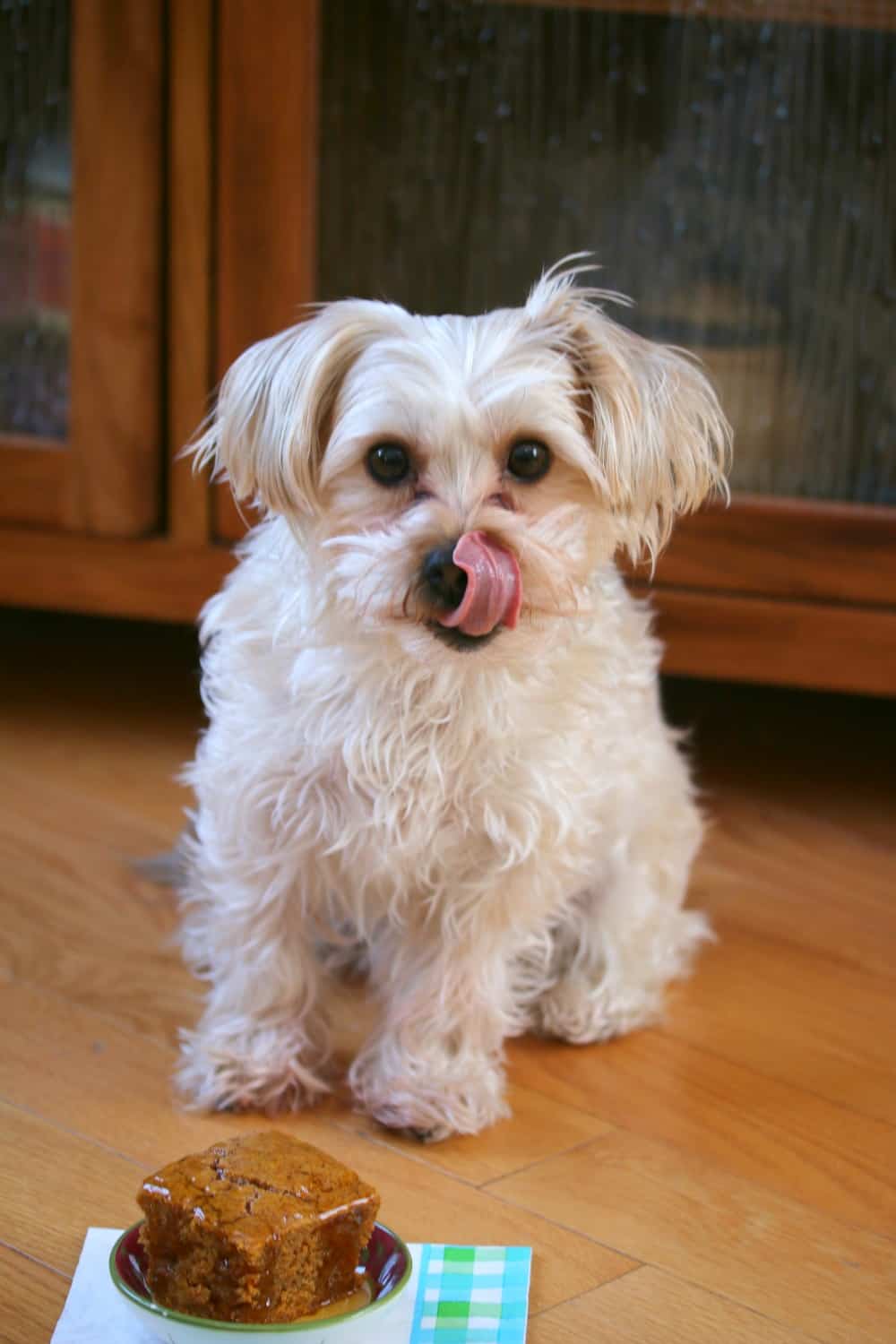 Spoiled Pups Bakehouse&Boarding | 732 5th Ave unit 309, New Westminster, BC V3M 1X7, Canada | Phone: (778) 888-5398