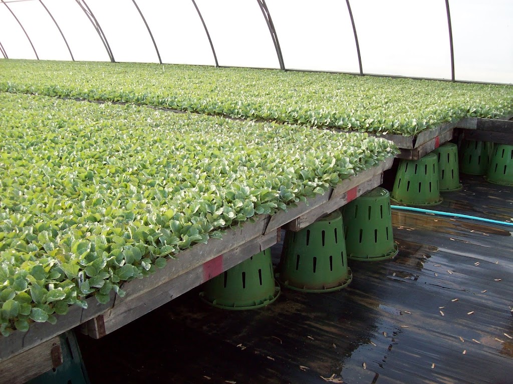 Covemaeker Farms Inc. | 546 Cairo Rd, Bothwell, ON N0P 1C0, Canada | Phone: (519) 695-2362