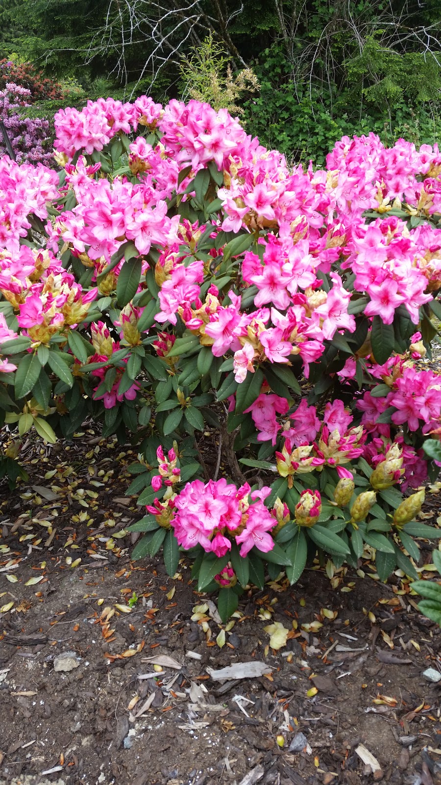 Alouette Nursery | 22673 132 Ave, Maple Ridge, BC V4R 2R2, Canada | Phone: (604) 463-3408