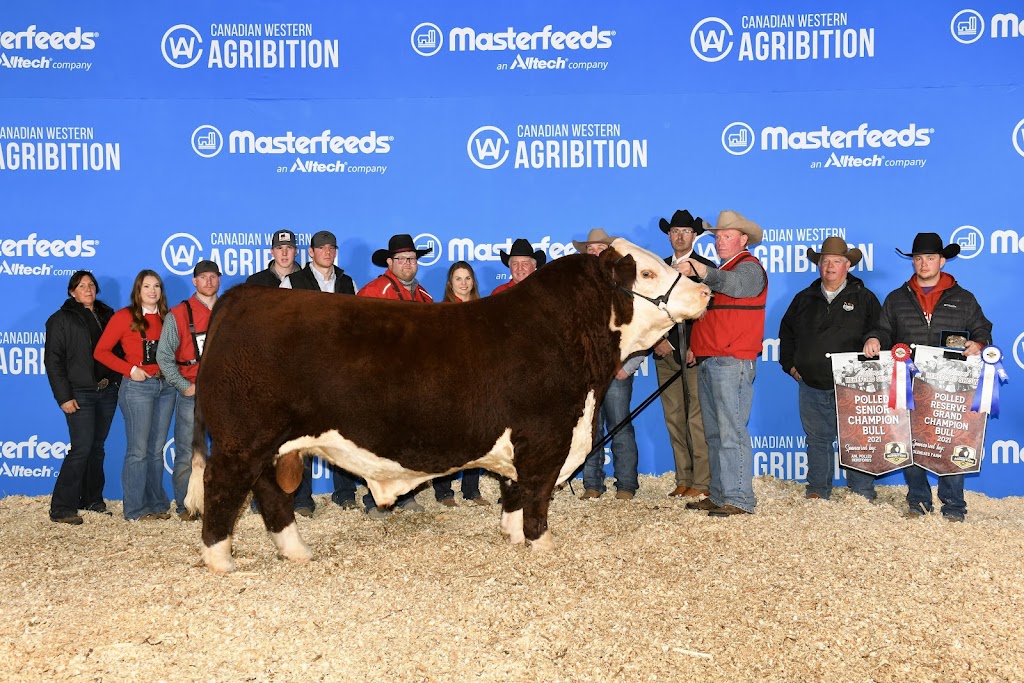 JK Fraser Cattle | 274129 Range Road 33, AB T4C 2Y2, Canada | Phone: (403) 932-2406