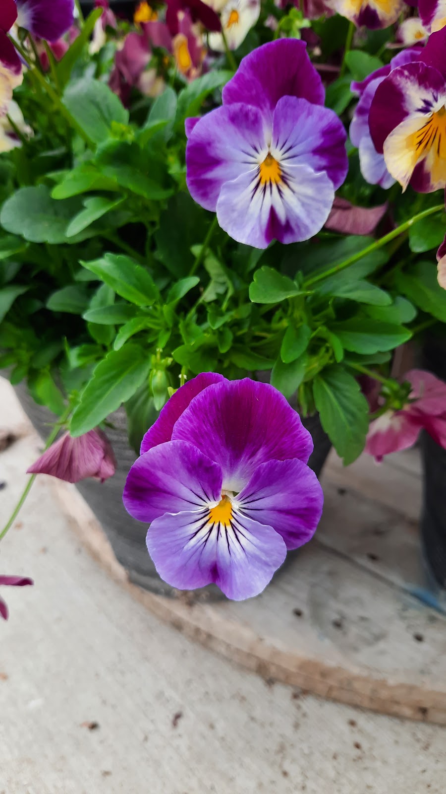 Plants Plus Greenhouse & Nursery | 702 Edith Ave, Petersfield, MB R0C 2L0, Canada | Phone: (204) 738-2634