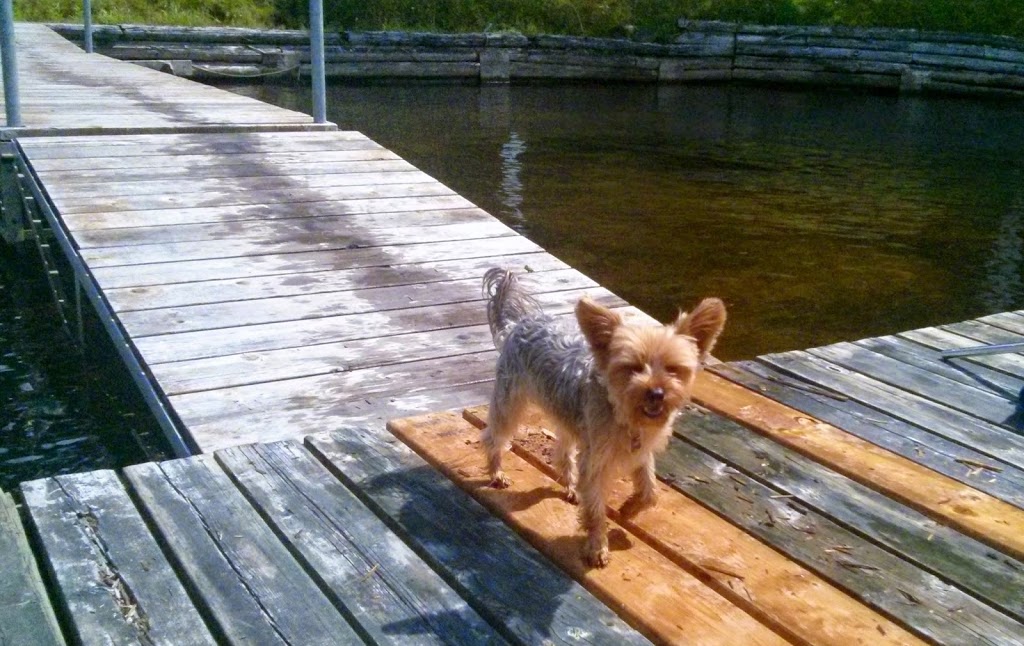 Toronto Dog Boarding | 39 Commissioners St, Toronto, ON M5A 1A6, Canada | Phone: (647) 225-2559