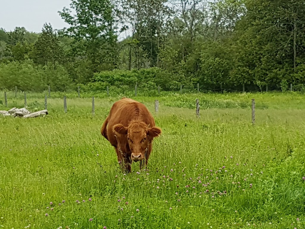 Dare 2 Dream Farm | 8169 Langstaff Rd, Kendal, ON L0A 1E0, Canada | Phone: (905) 216-5113
