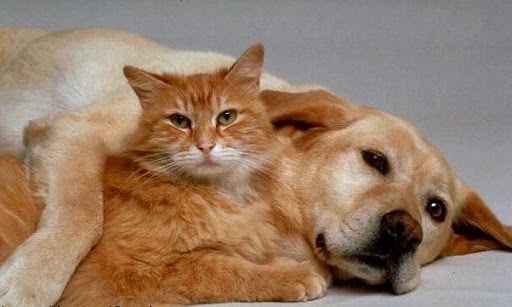 Animal Hospital of Oakville | 234 South Service Rd E, Oakville, ON L6J 2X5, Canada | Phone: (905) 844-3331