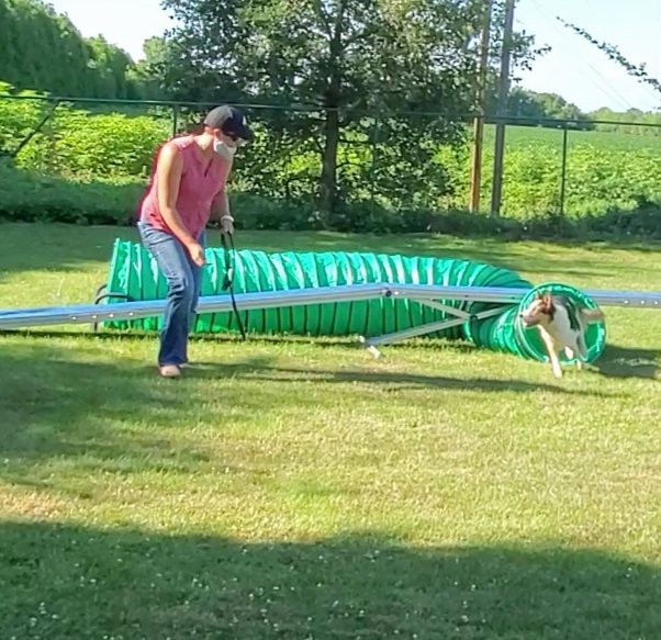ClassPup Animal Training and Behaviour | 7971 Collison Side Rd, Harrow, ON N0R 1G0, Canada | Phone: (519) 736-4221