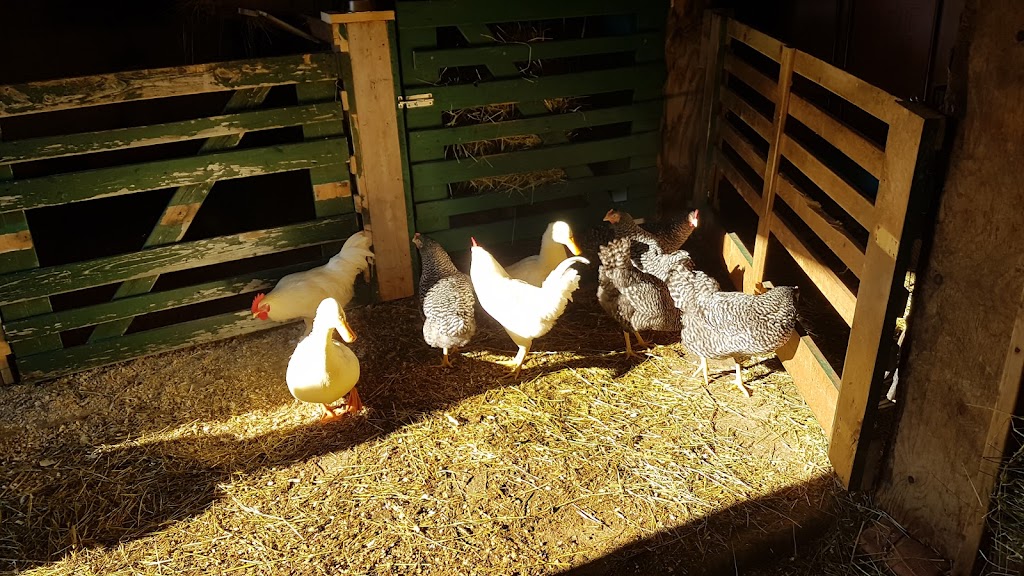 Ferme Beauvais S.E.N.C. | 3271 Rang St André, Saint-Cuthbert, QC J0K 2C0, Canada | Phone: (514) 249-9970