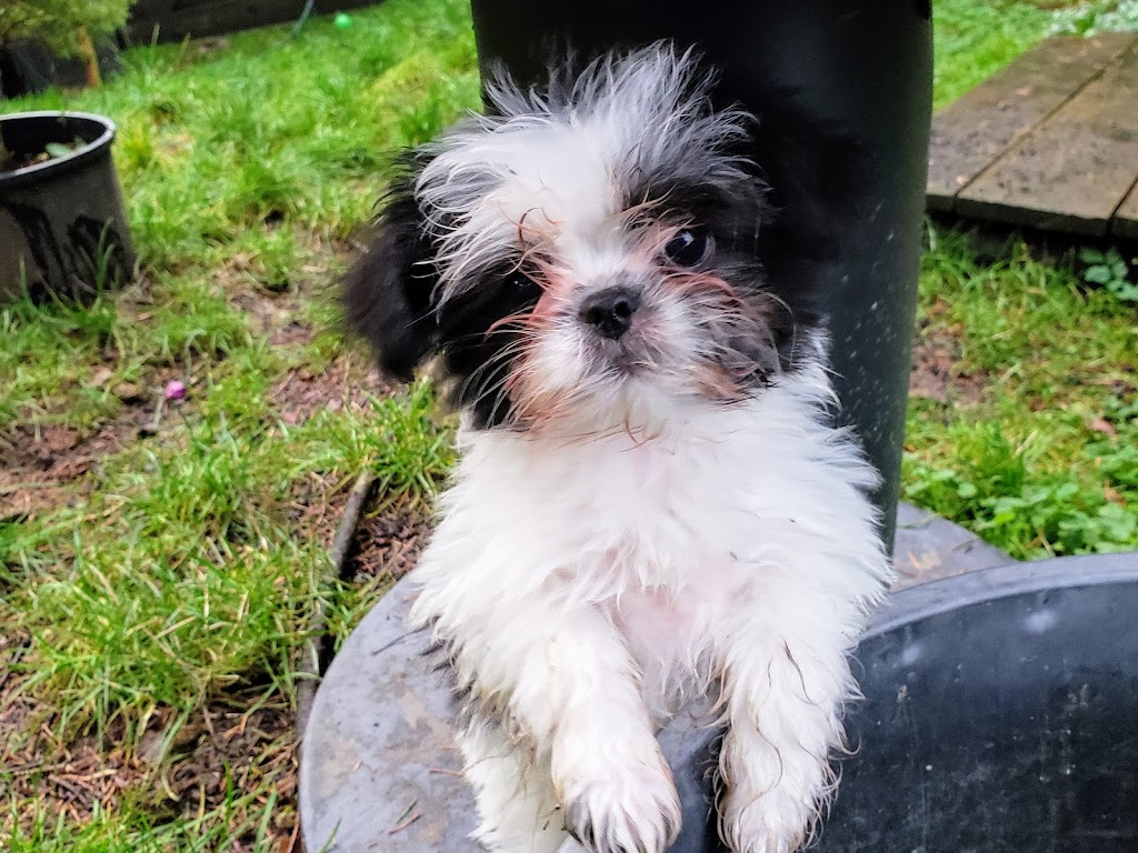 Mixed Blessings Puppies | 2040 Herd Rd, Duncan, BC V9L 5W3, Canada | Phone: (778) 422-3342