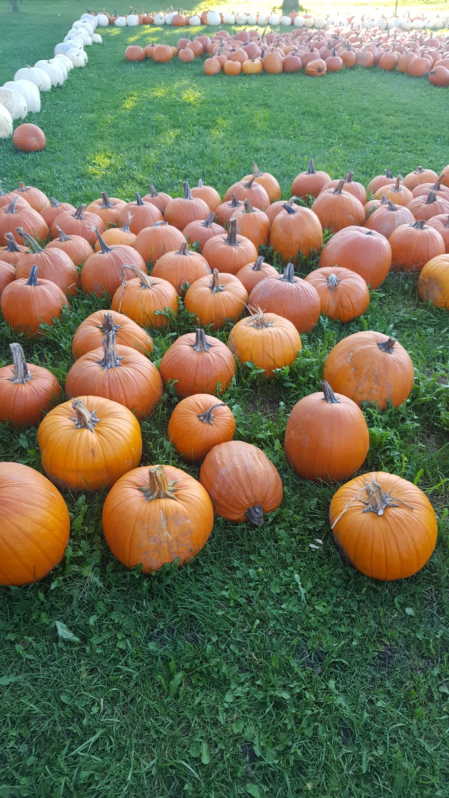TJs Farm Fresh | 3010 Kossuth Rd, Cambridge, ON N3H 4R7, Canada | Phone: (519) 650-1007