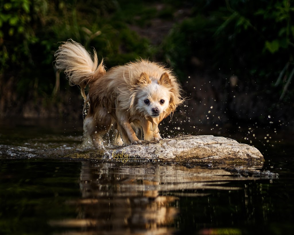 Lively Photography | Erb St. W, Waterloo, ON N2L 1W5, Canada | Phone: (647) 793-9883