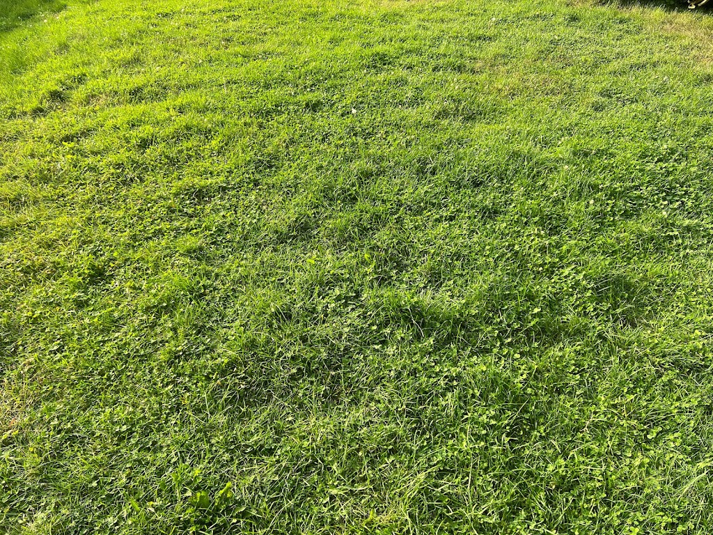 I Sell Grass | 257 Knudson Dr, Kanata, ON K2K 2N8, Canada | Phone: (343) 463-3321