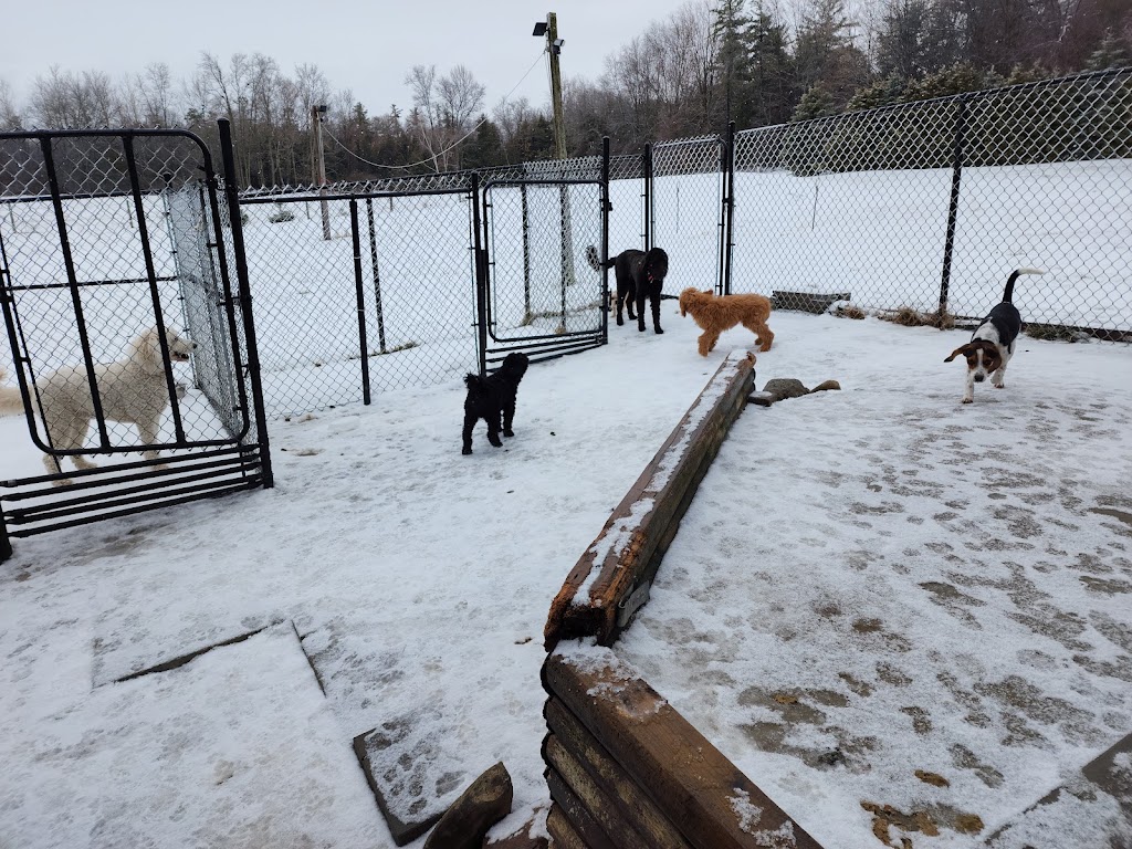 My Bark Avenue Academy | 728 Darling Rd, Warkworth, ON K0K 3K0, Canada | Phone: (289) 688-0681