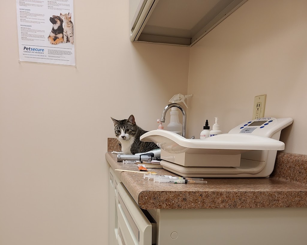 Chinook Pet Clinic | 487 41 St S, Lethbridge, AB T1J 5C8, Canada | Phone: (403) 327-2344