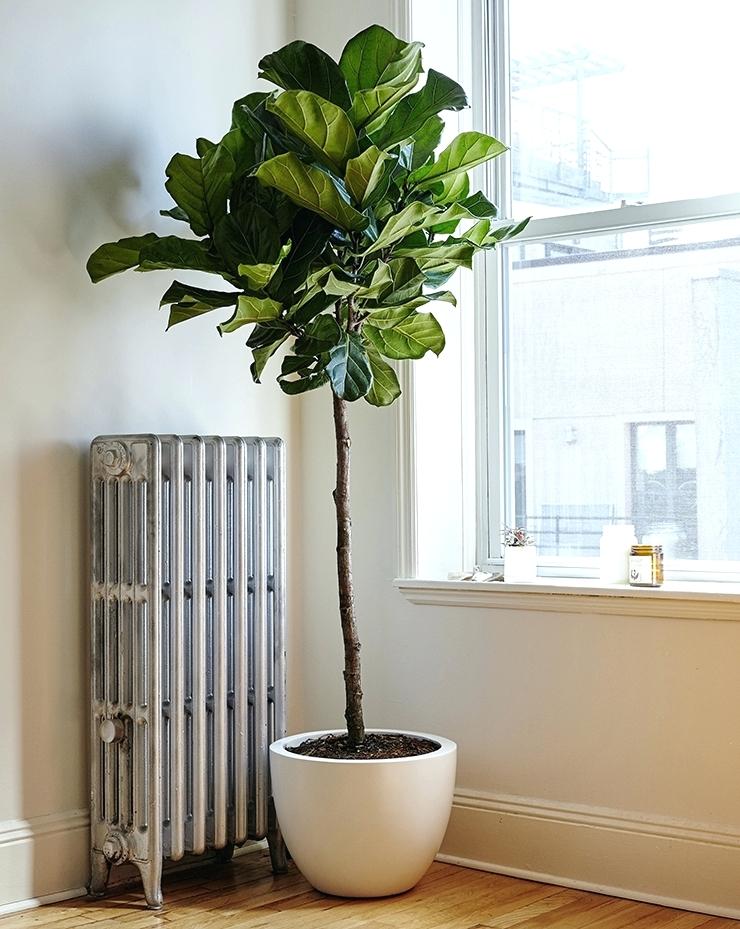 Office Plants Toronto | 1300 York Mills Rd, North York, ON M3A 1Z3, Canada | Phone: (416) 856-6310