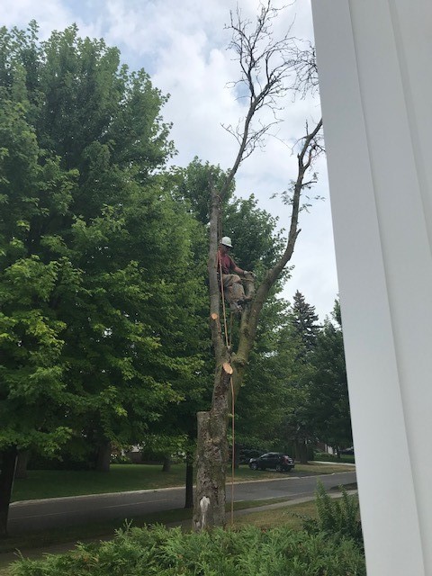 Lyles Tree Service | Thomas Rd, Colborne, ON K0K 1S0, Canada | Phone: (905) 355-5252