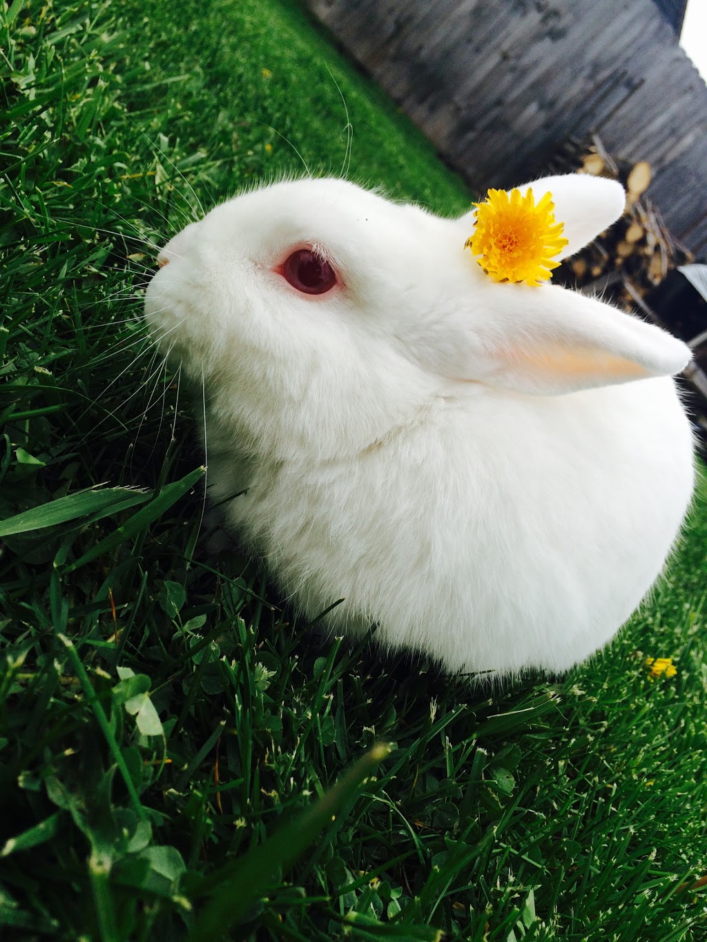 Classic Pet Supply II | 3180 Gratiot Blvd, Marysville, MI 48040, USA | Phone: (810) 364-0200