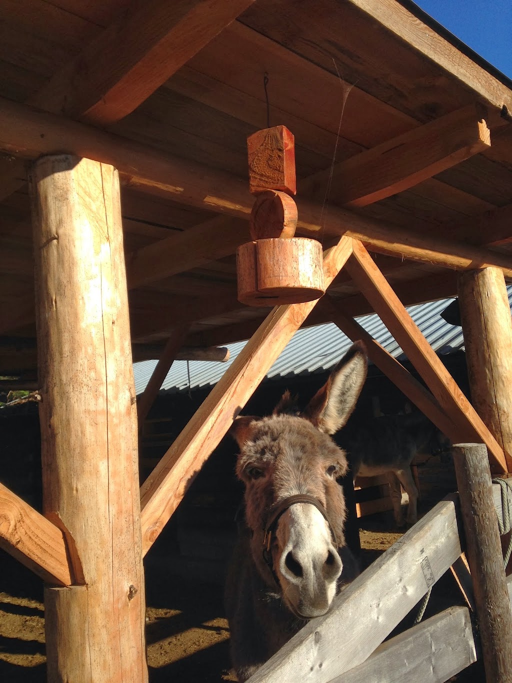 Country Animal Hospital | 6096 Ledingham Rd, Courtenay, BC V9J 1M5, Canada | Phone: (250) 338-7947