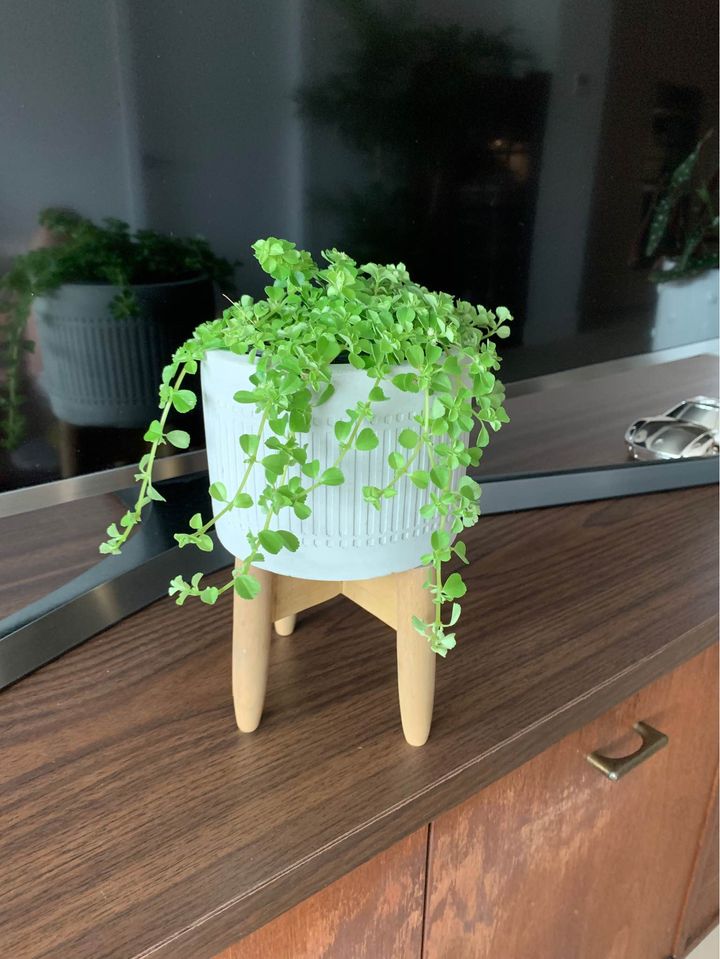 Grandmas Greenhouse | Surrey, BC V4P, Canada | Phone: (604) 868-3546