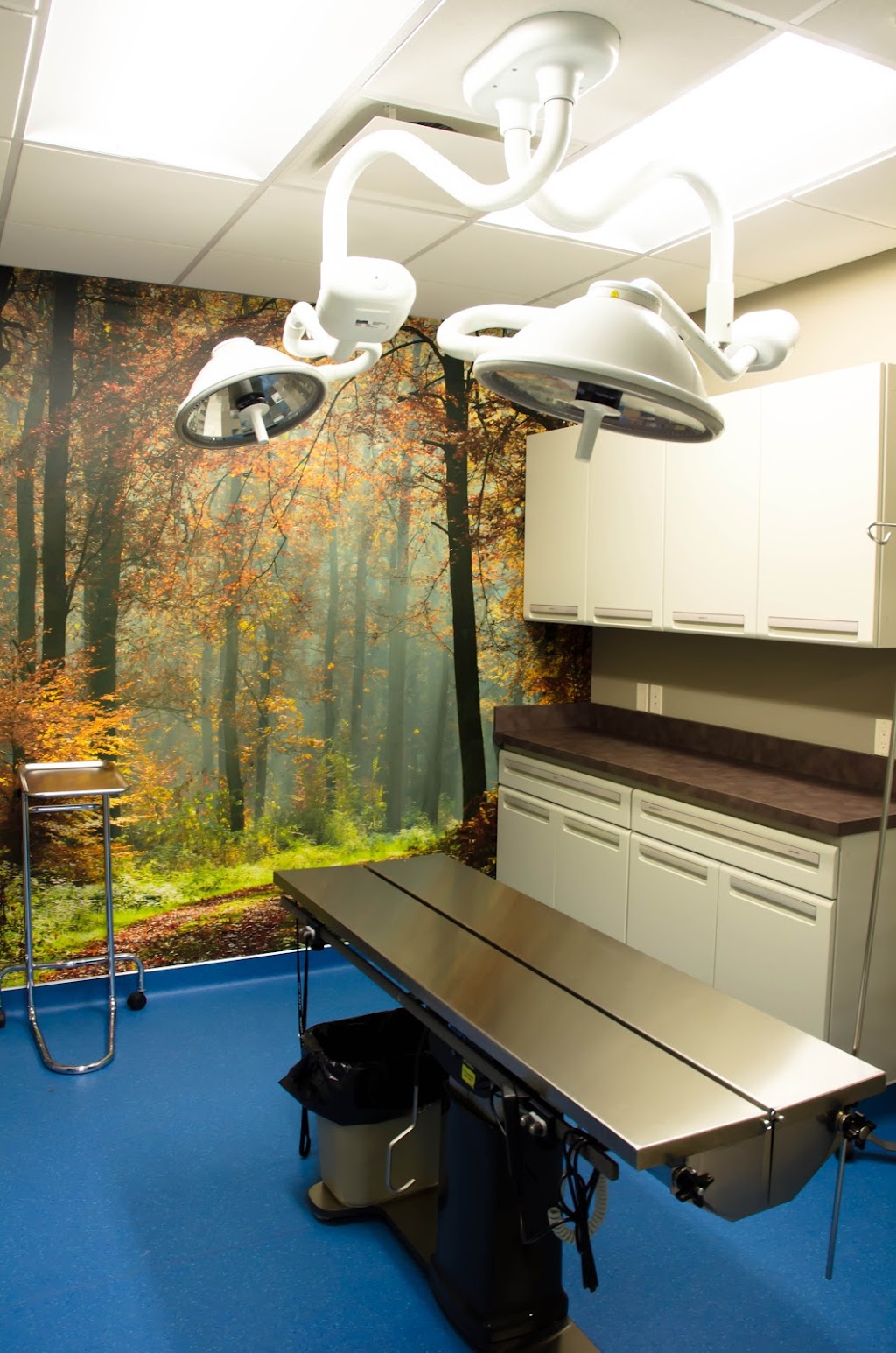 Dog & Cat Hospital - Clearview | 31 Clearview Market Way #110, Red Deer, AB T4P 0M9, Canada | Phone: (403) 343-8883