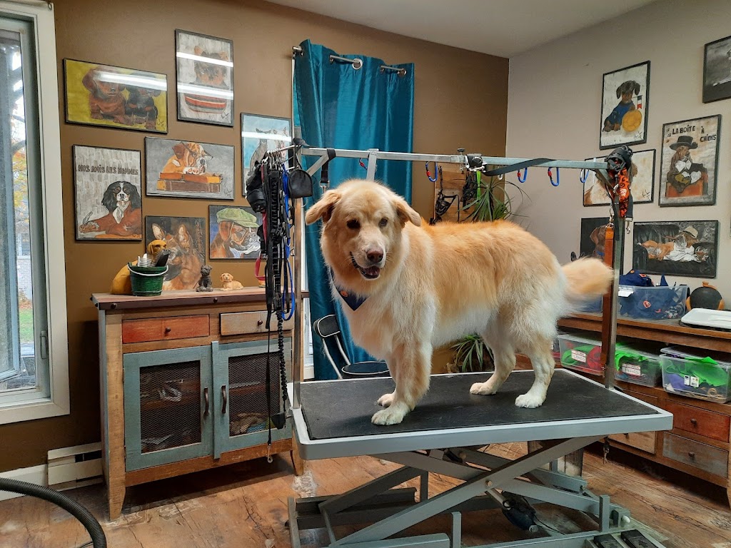 La Boîte à Chiens! | 634 Rue Marie Antoinette, Pintendre, QC G6C 1K4, Canada | Phone: (418) 838-9112